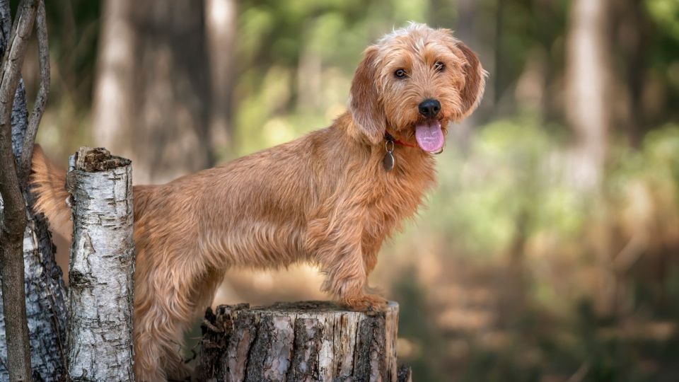Basset Fauve De Bretagne